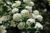 Spirea vanhouttei