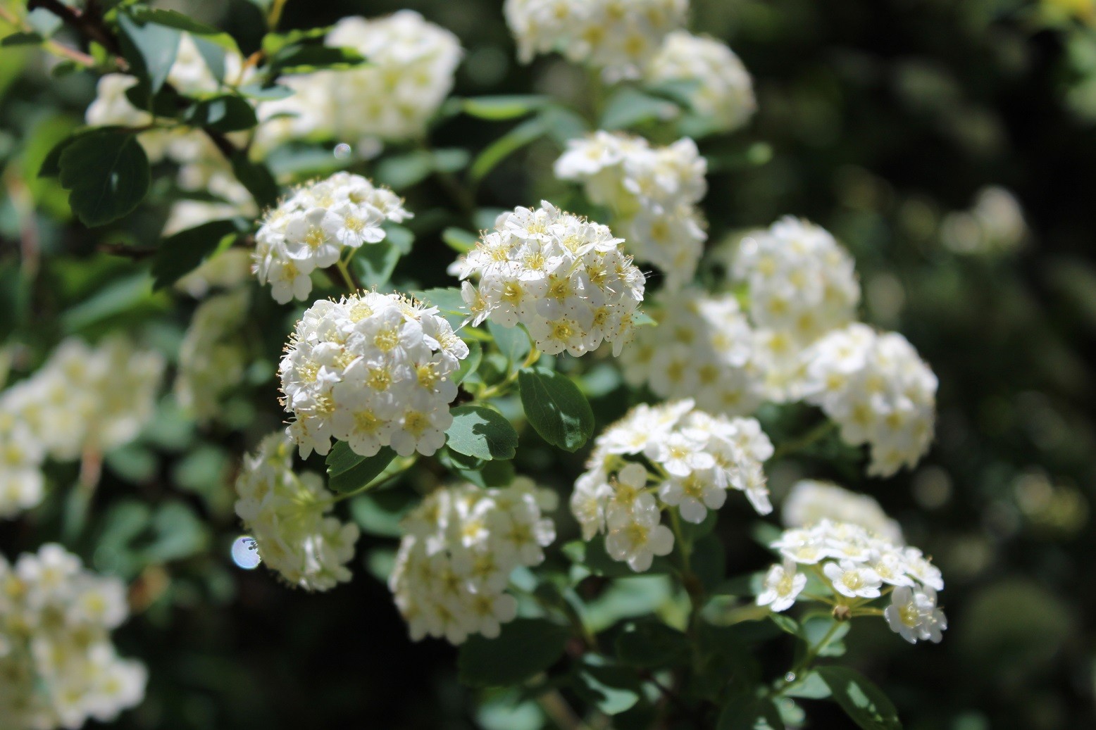 Vanhoutte spirea