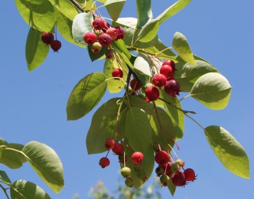 American Serviceberry