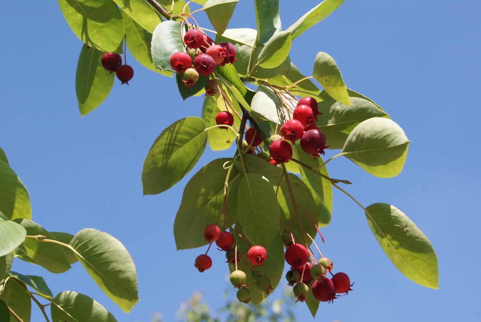 American Serviceberry