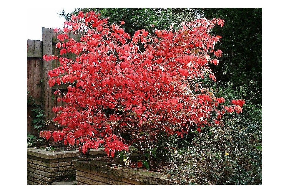 Fusain Ailé — Les Jardineries St-Ambroise