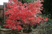 Eunonymus Alatus - Winged spindle-tree