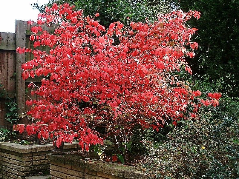 Winged spindle-tree