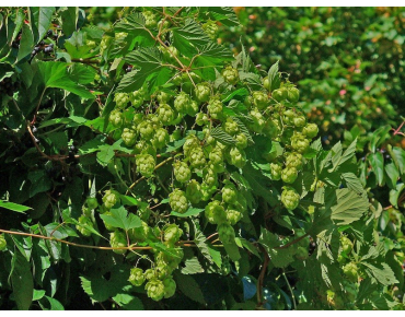 Houblon (auteur:H. Zell) https://creativecommons.org/licenses/by-sa/3.0/legalcode.fr
