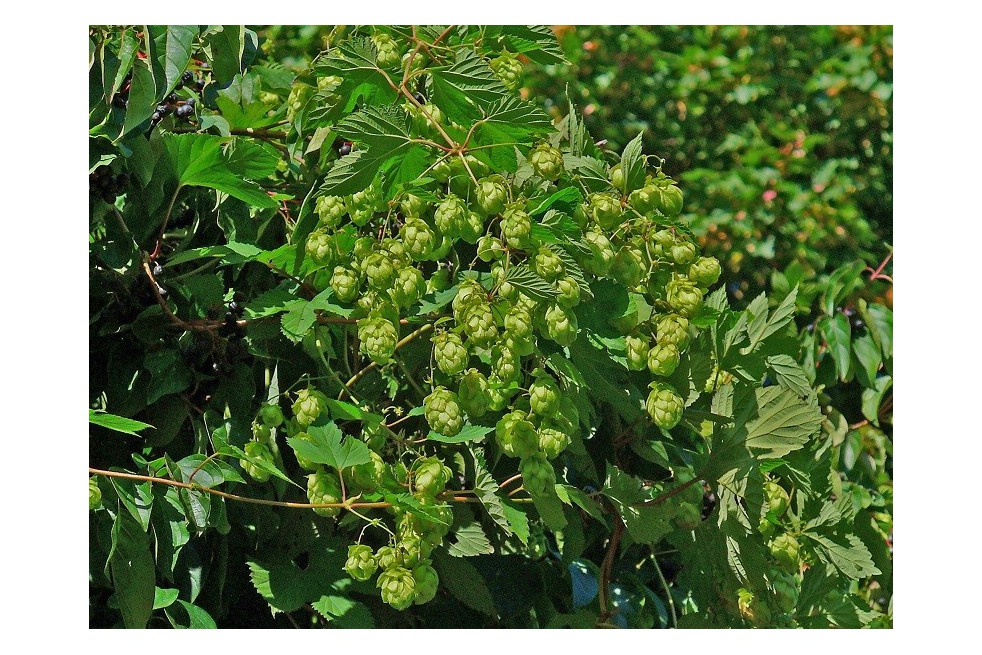 Houblon (auteur:H. Zell) https://creativecommons.org/licenses/by-sa/3.0/legalcode.fr