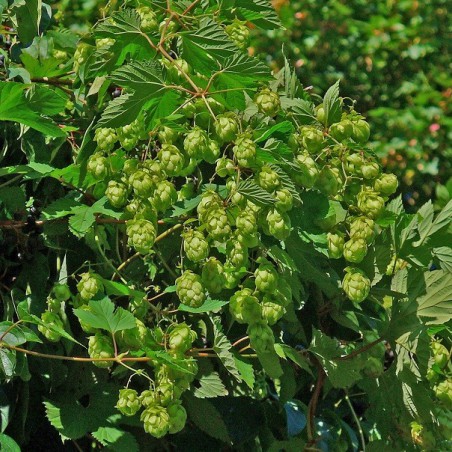 Houblon (auteur:H. Zell) https://creativecommons.org/licenses/by-sa/3.0/legalcode.fr