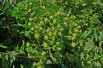 Houblon (auteur:H. Zell) https://creativecommons.org/licenses/by-sa/3.0/legalcode.fr