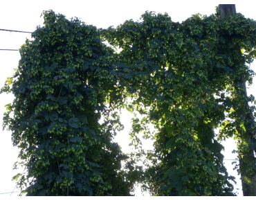Houblon 