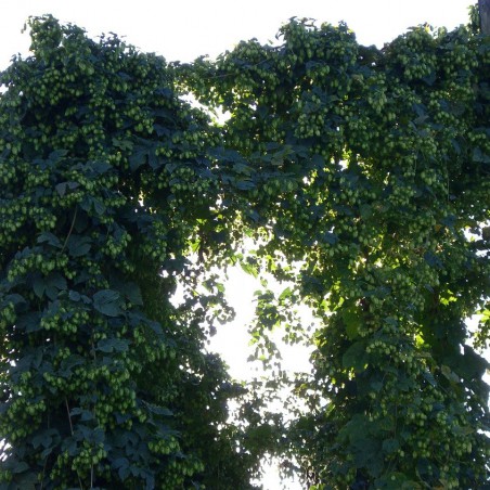 Hops