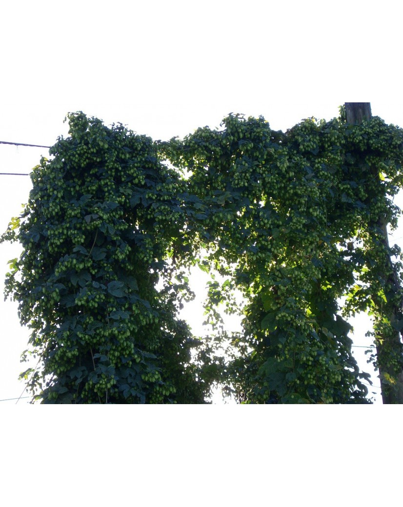 Hop, Humulus lupulus 'Cascade' (Vrouwelijk) 2Lpot
