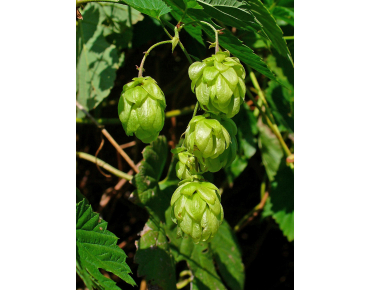 Houblon (auteur:H. Zell) https://creativecommons.org/licenses/by-sa/3.0/legalcode.fr