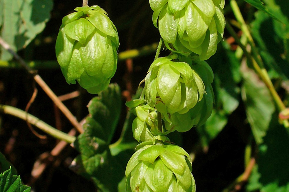 Houblon (auteur:H. Zell) https://creativecommons.org/licenses/by-sa/3.0/legalcode.fr