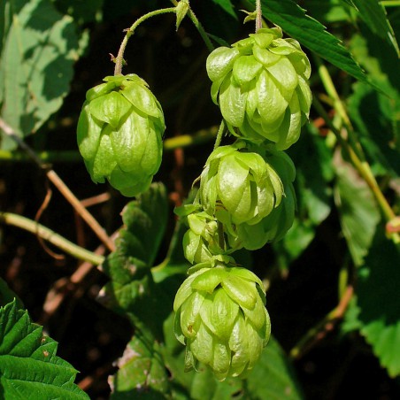 Houblon (auteur:H. Zell) https://creativecommons.org/licenses/by-sa/3.0/legalcode.fr