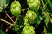 Hop