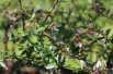Citron_caviar
