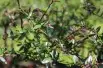 Citron_caviar