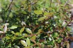Citron_caviar