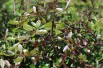 Citron_caviar