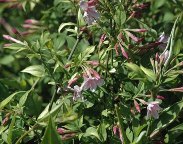 Pink Summer Jasmin