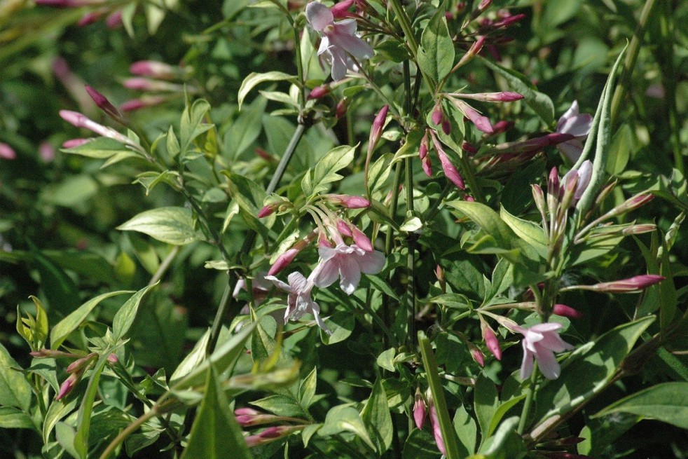Pink Summer Jasmin