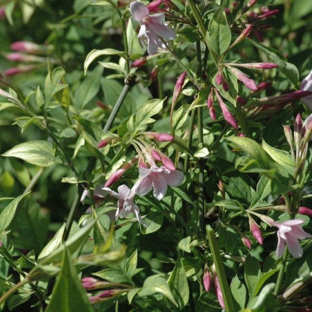 Pink Summer Jasmin