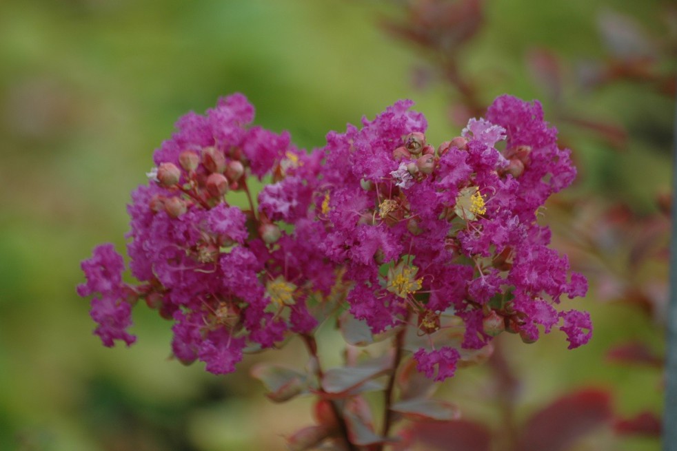 Lilas des Indes violet