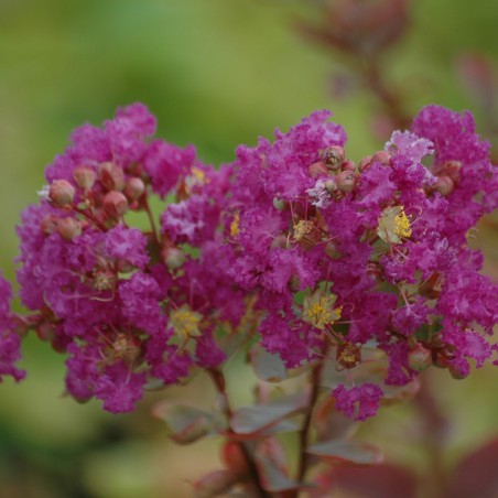 Purple Crepe myrtle