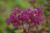 Paarse lagerstroemia