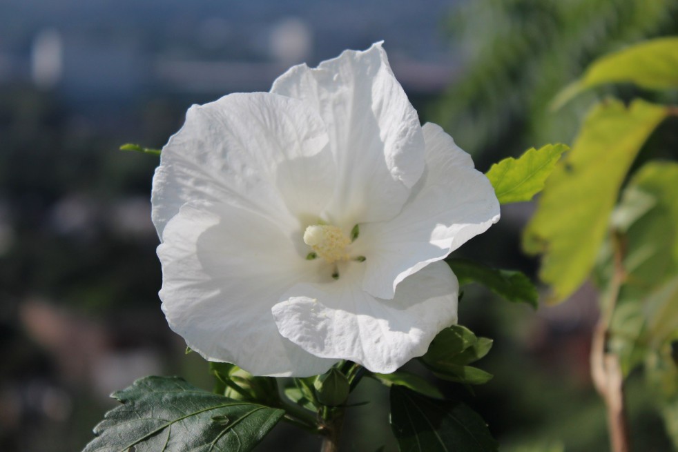 Hibiscus blanc