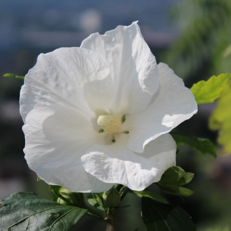 Hibiscus blanc