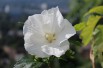 Hibiscus blanc