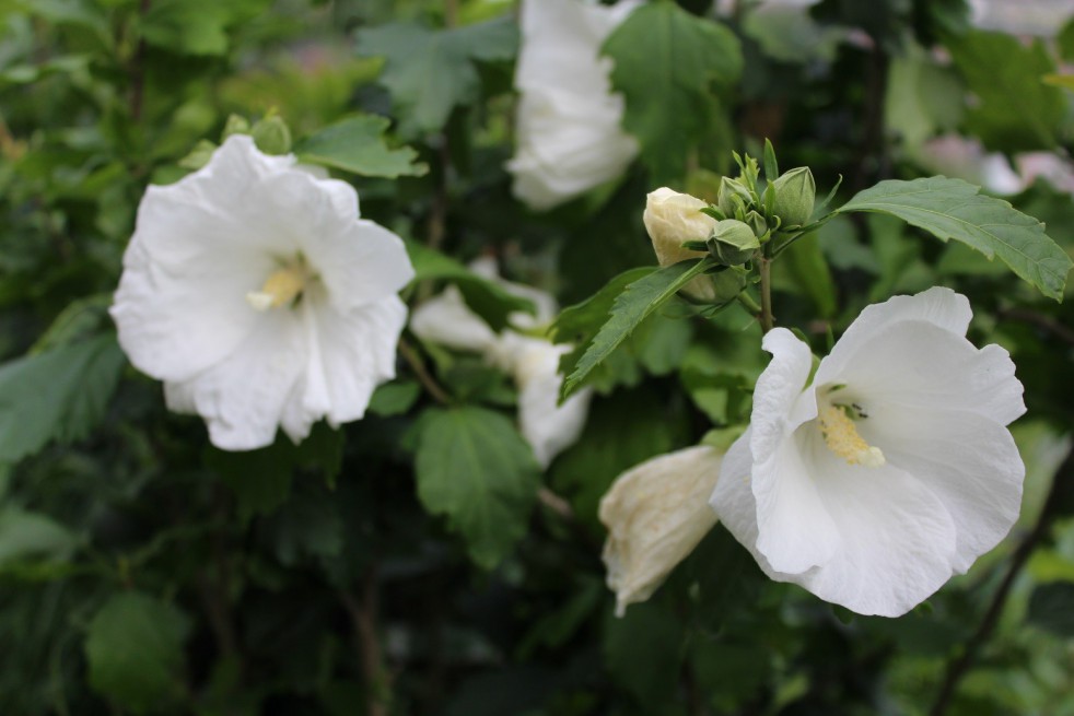 White Rose mallow