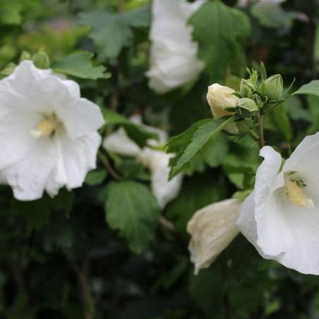 White Rose mallow