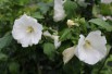 Hibiscus blanc