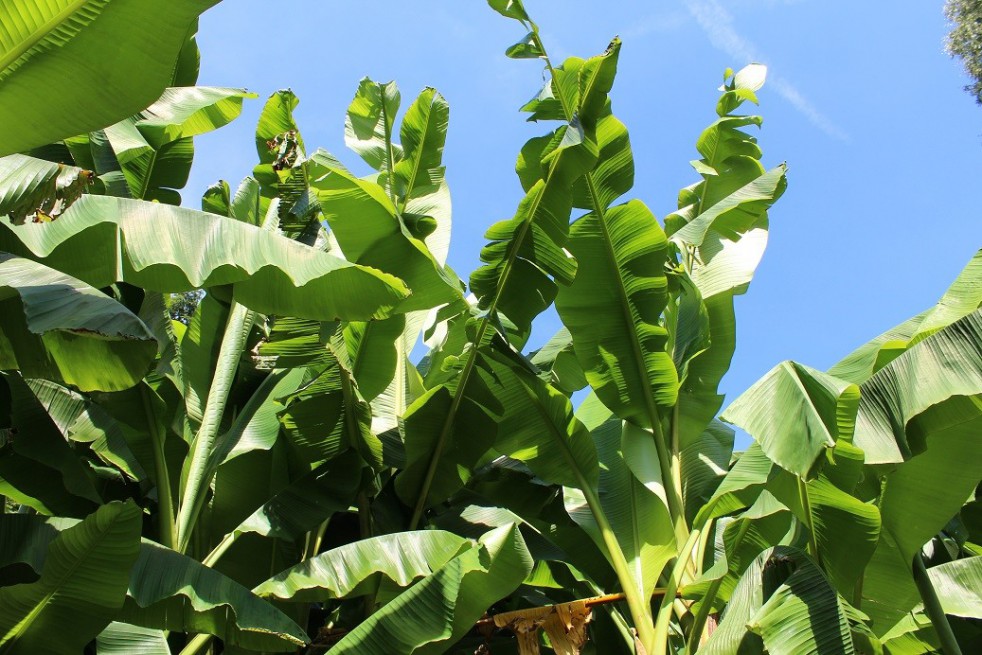 Banana tree__musa_basjoo