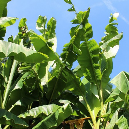 Banana tree__musa_basjoo