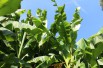 Banana tree__musa_basjoo