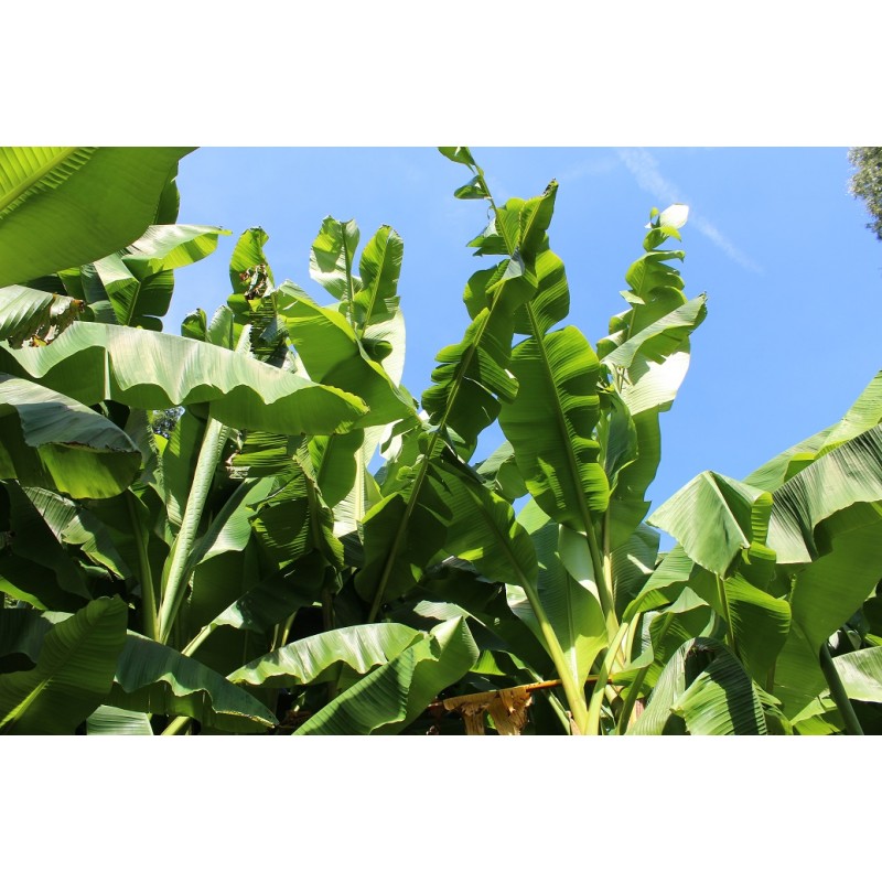 Japanese banana tree Japanese fibre banana Musa Basjoo Dajiao