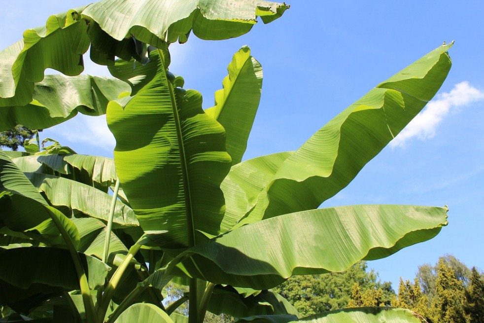 Banana tree__musa_basjoo