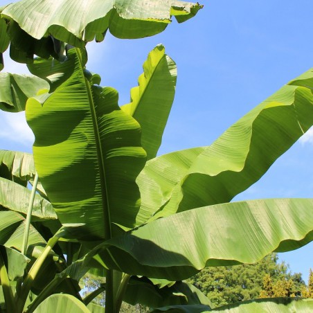 Banana tree__musa_basjoo