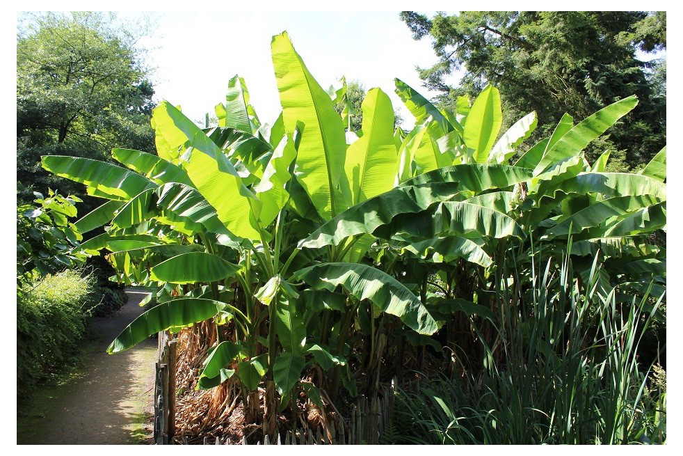 Banana tree__musa_basjoo