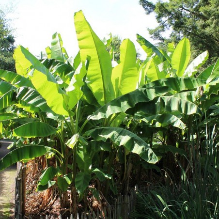 Banana tree__musa_basjoo