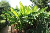 Banana tree__musa_basjoo