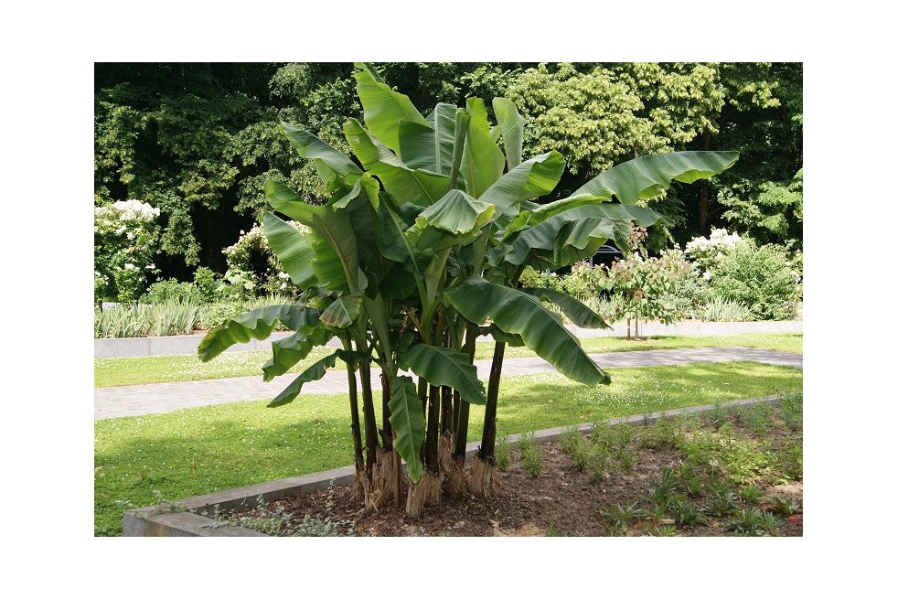 Banana tree__musa_basjoo