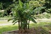 Banana tree__musa_basjoo
