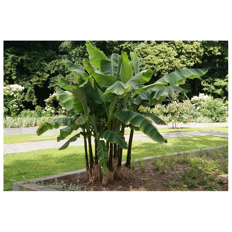 Japanese banana tree Japanese fibre banana Musa Basjoo Dajiao