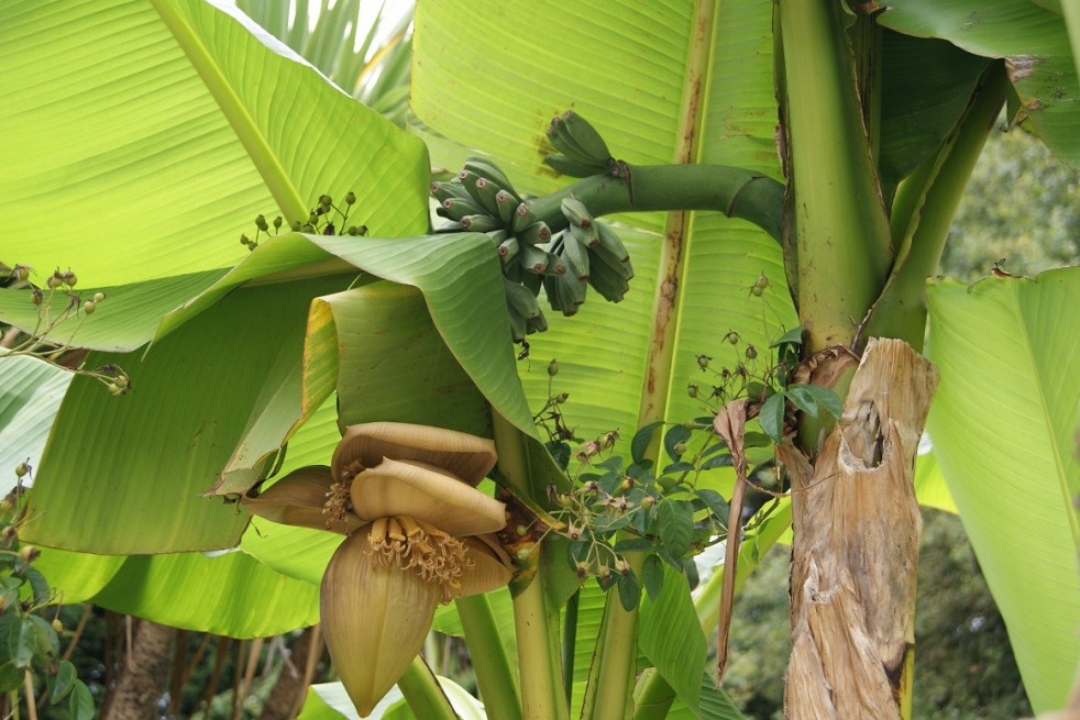 Banana tree__musa_basjoo
