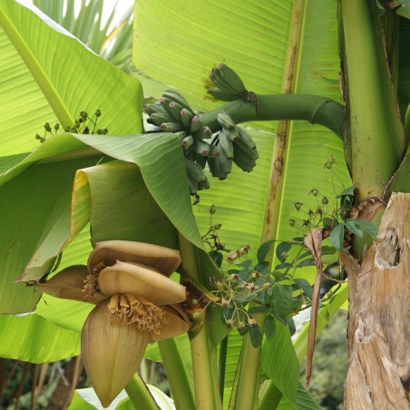 Banana tree__musa_basjoo
