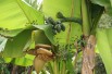 Banana tree__musa_basjoo