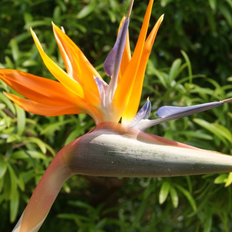 Bird of paradise